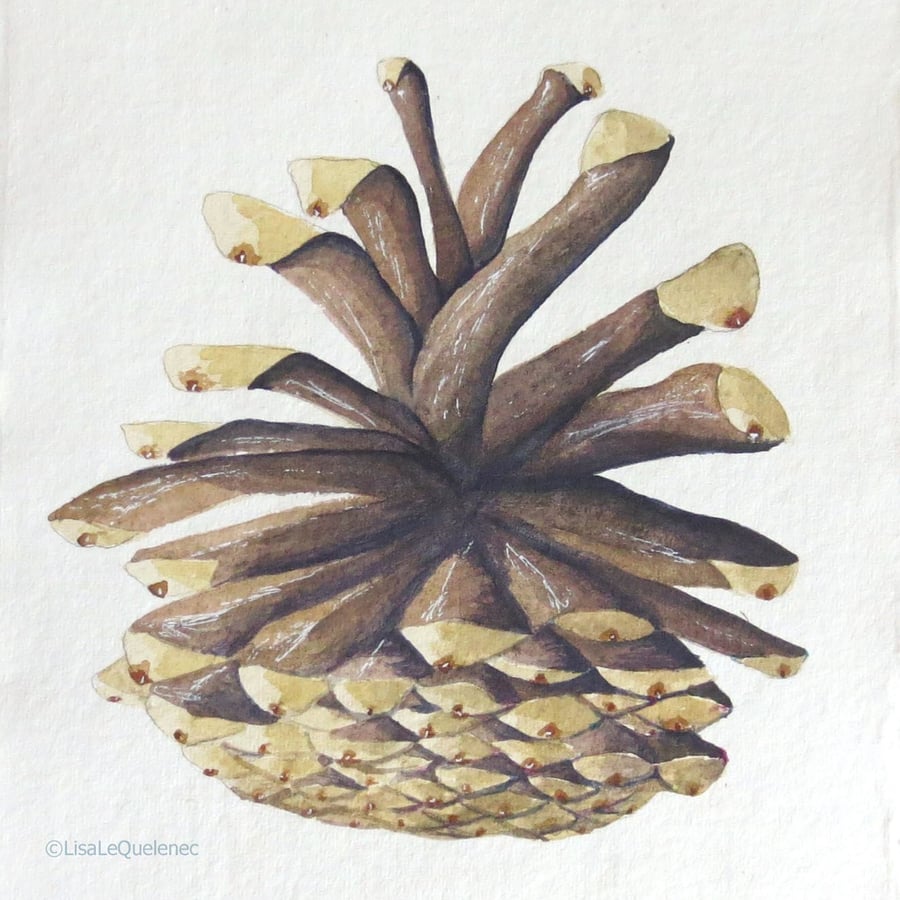 Seconds Sunday sale original watercolour pine cone painting