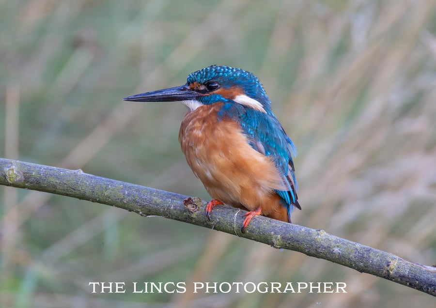 Kingfisher print (Limited edition of 10)