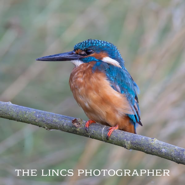 Kingfisher print (Limited edition of 10)