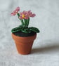 Miniature Yellow or Pink Beaded Primula  - Image 2