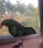 Stained Glass Quirky Christmas  Bird -   - Image 2
