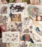 Natural History Ephemera — British Wildlife & Botanical Collection - Image 2