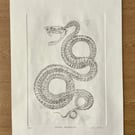 Drypoint Etching Print of a Snake Skeleton, Original Wildlife Art