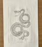 Drypoint Etching Print of a Snake Skeleton, Original Wildlife Art