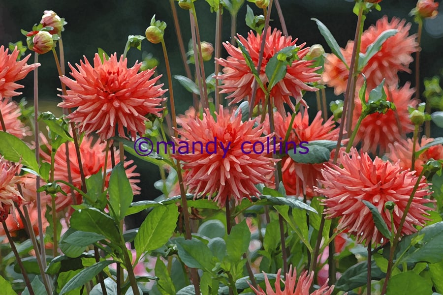 'Dry Brushed Dahlias' - A4 Archival Matte print