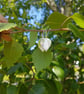 Birch Leaf Earrings medium - Image 3