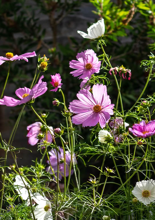 Cosmos 'Daydream' Flowers A4 Mounted and Hand-Signed Photograph