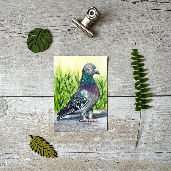 Pigeon Miniature Original ACEO painting - One of a kind