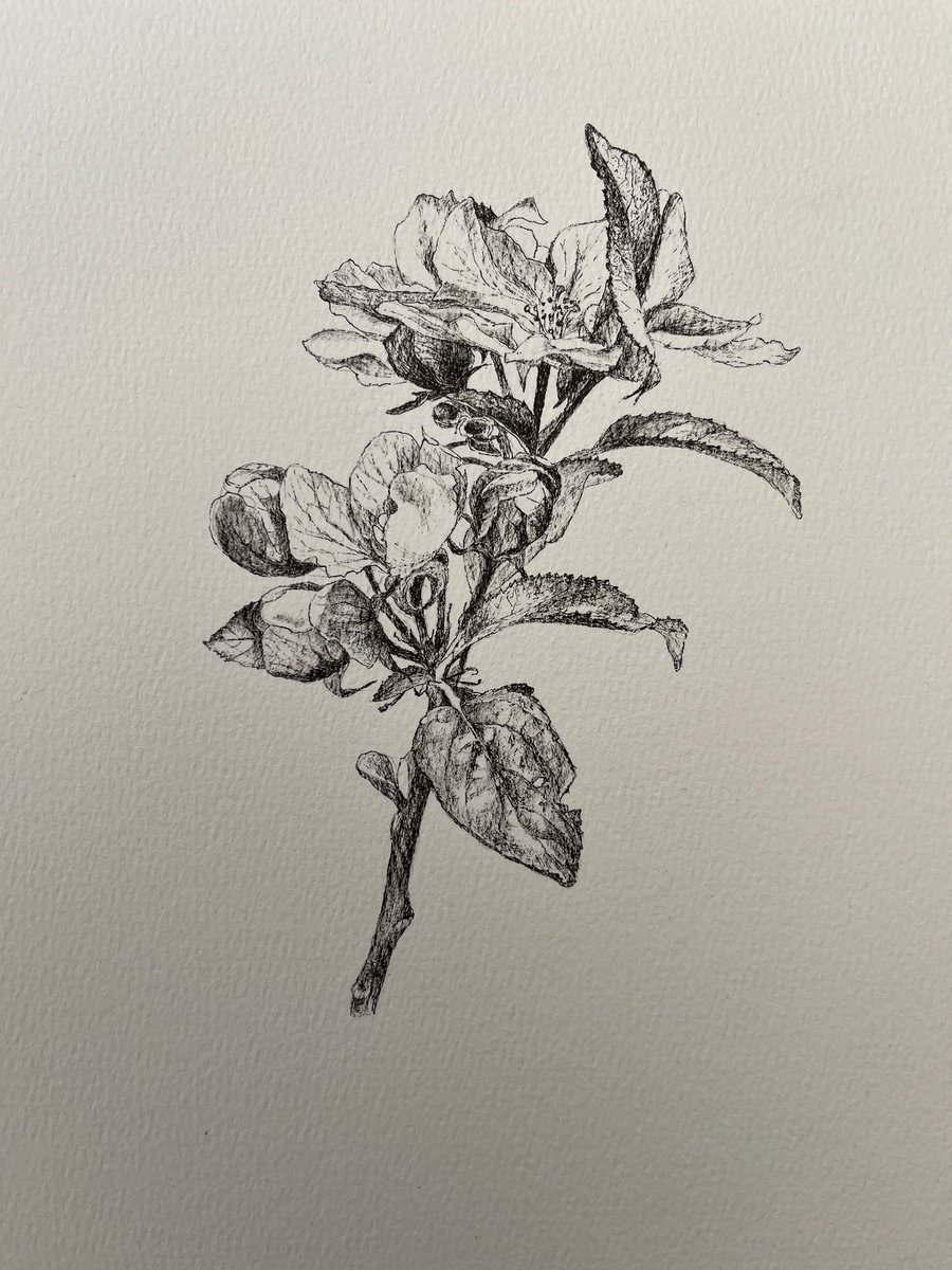 Apple blossom in spring 