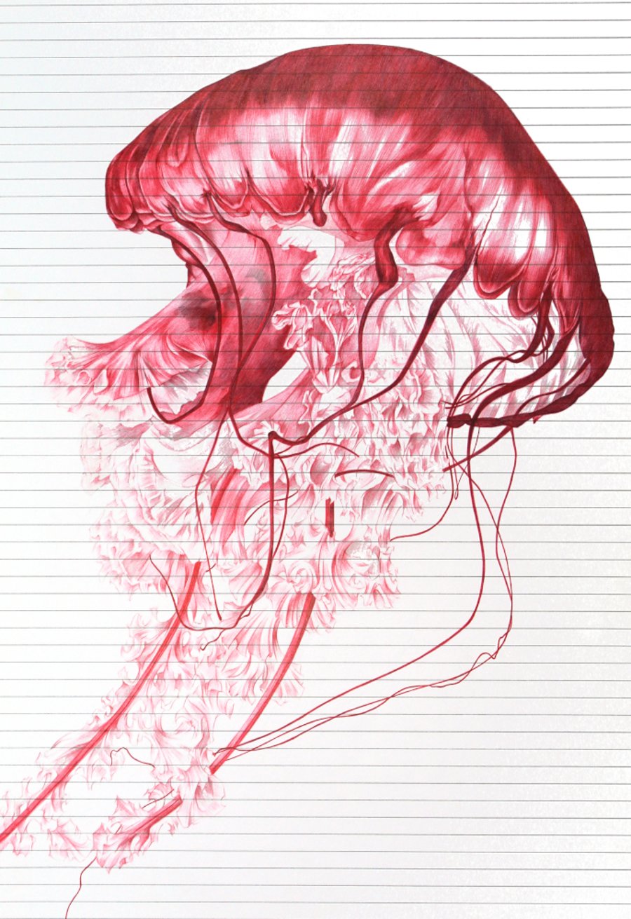 Jellyfish Red Ballpoint Pen Art Authenticated Print A4 Eco Paper  Unframed