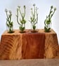 Monkey puzzle wooden flower display 