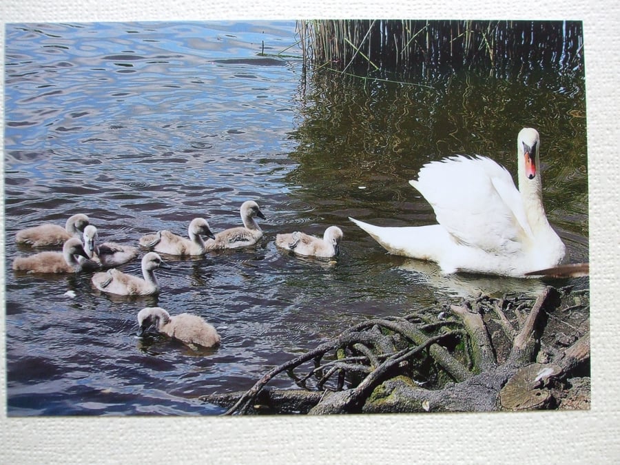 Photographic greetings card of 8 Cygnets following Mrs. Swan.