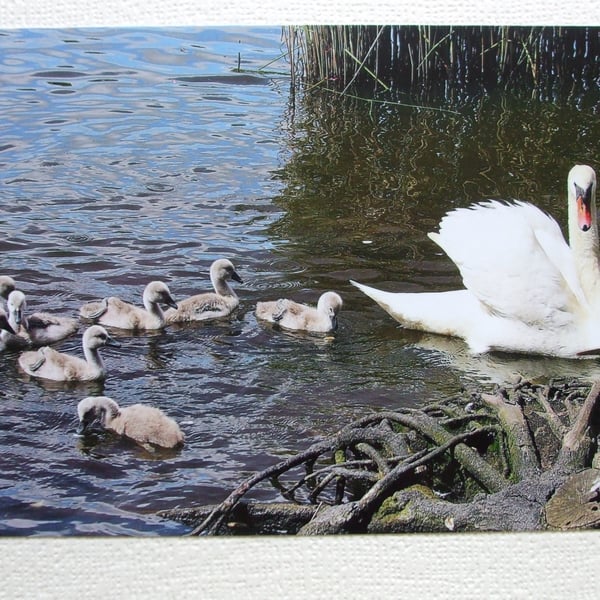 Photographic greetings card of 8 Cygnets following Mrs. Swan.