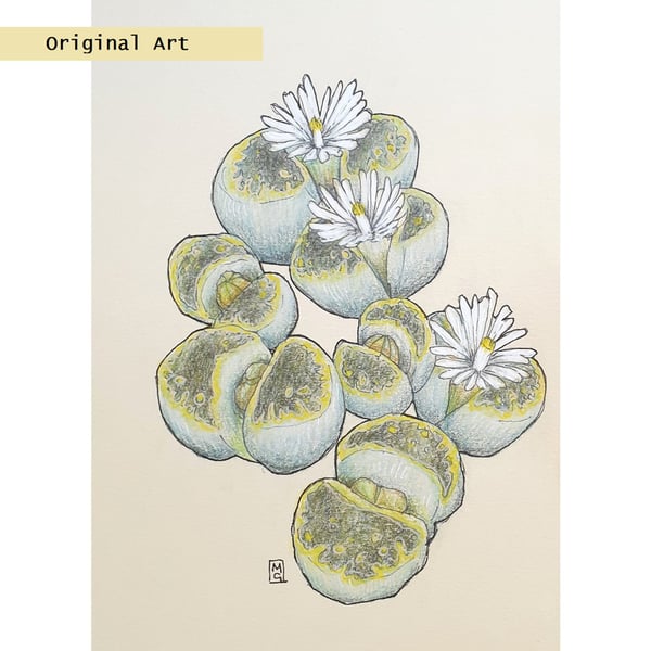 Lithops plant drawing, small stone plant artwork, botanical wall art