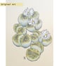 Lithops plant drawing, small stone plant artwork, botanical wall art - Image 1