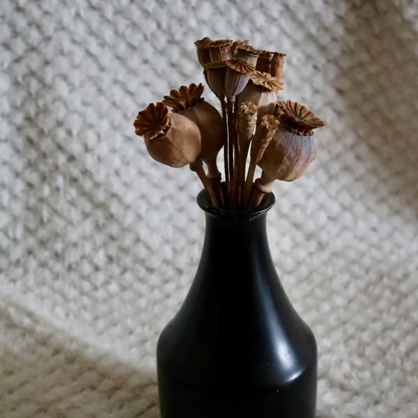 Mixed dried poppy seed heads