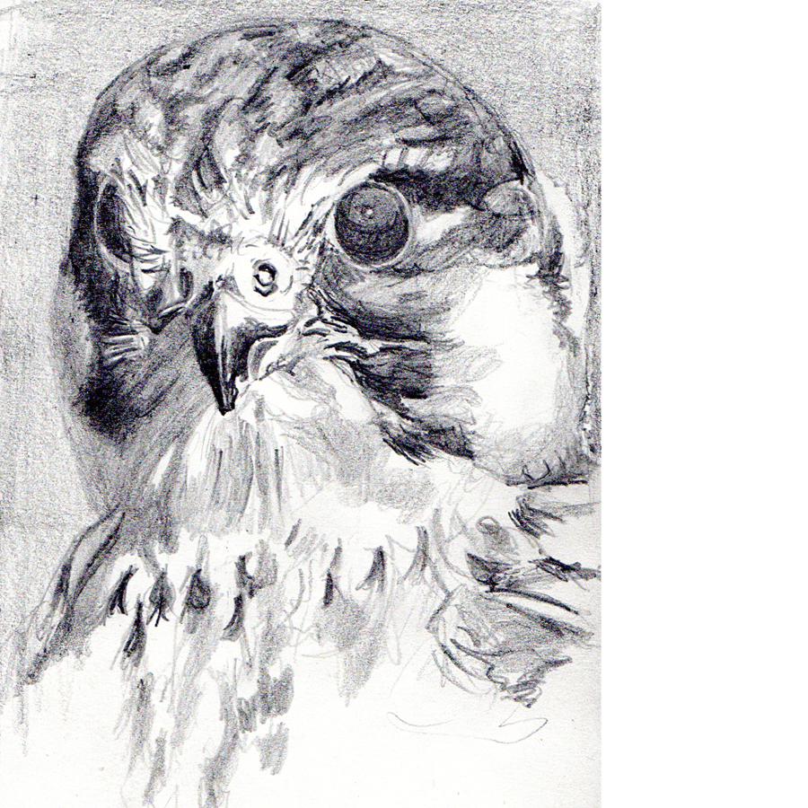 Hobby. Original pencil drawing.