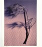 Fine Art Photograph Pine Branch - A4 - Choice of Four Colours - Image 7