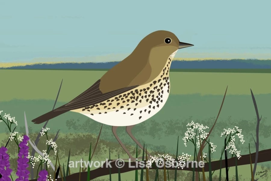 Songthrush - signed print of this popular garden bird with mount