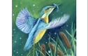 Nature Spirit Collection