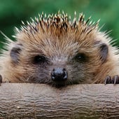 Hedgehog Designs