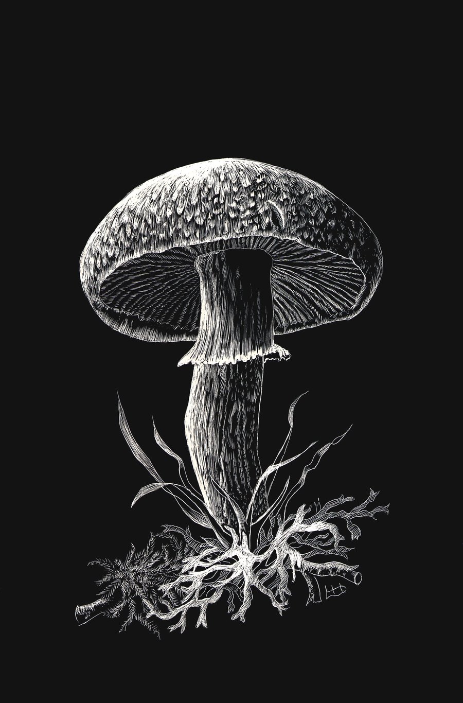 'Agaricus macrosporus' mushroom fungus illustration, 15.2 by 23cm
