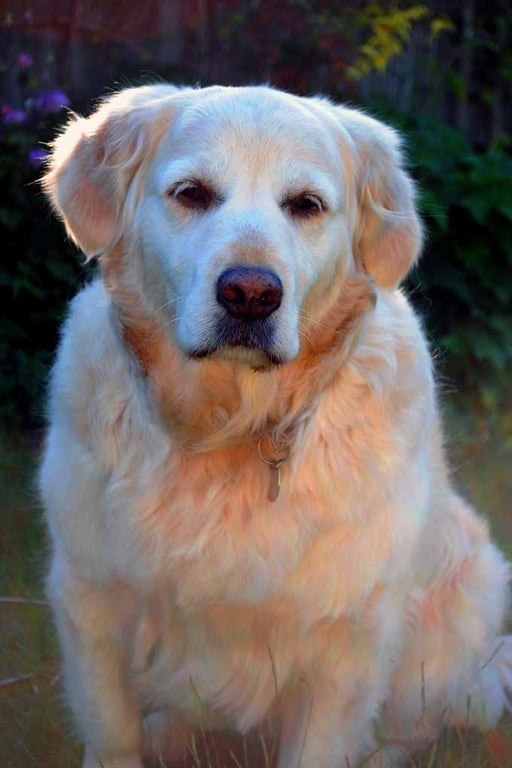 Golden Retriever Dog Portrait Photograph Print