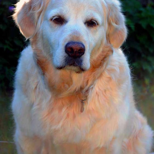 Golden Retriever Dog Portrait Photograph Print