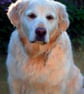 Golden Retriever Dog Portrait Photograph Print