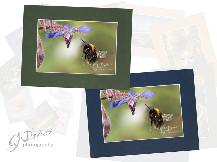 CJ253 - Borage forage