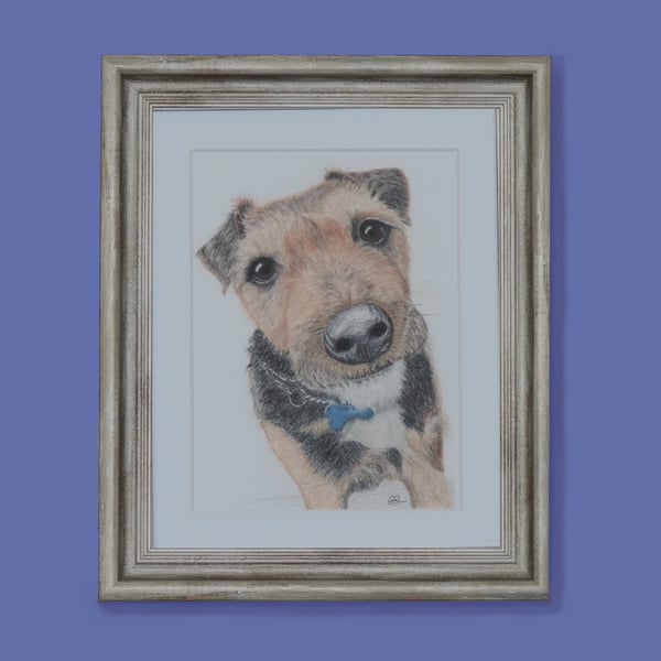Border Terrier Dog Fine Art Print