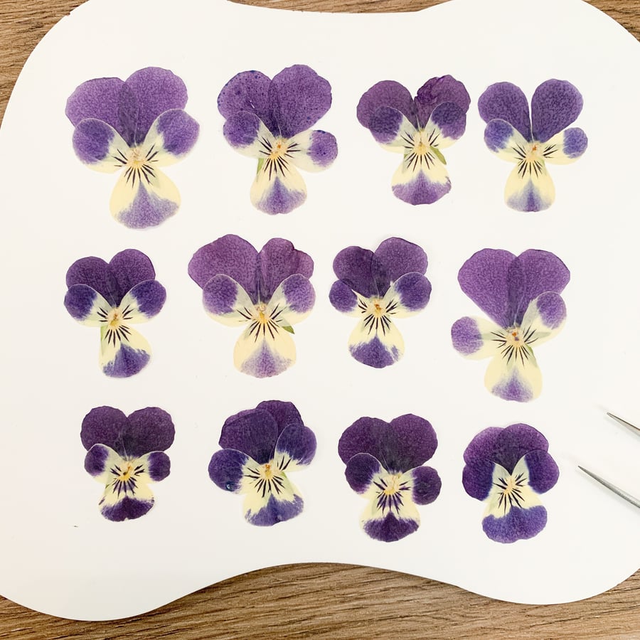 Pressed Purple Pansy 12 pcs Mixed SizePressed Flowers Viola For Resin Earring Fo
