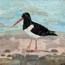 Oystercatcher Collage