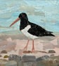 Oystercatcher Collage