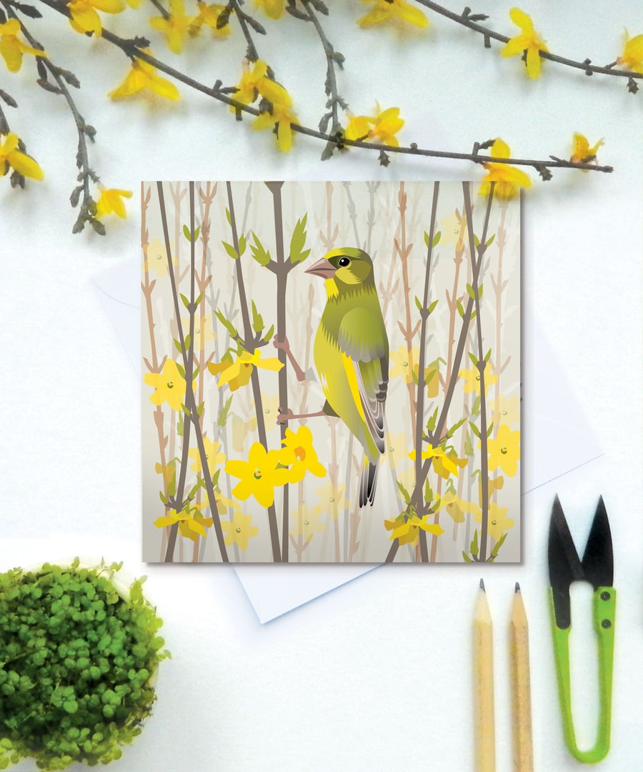Green Finch on Forsythia Spring Greetings Card - British Bird