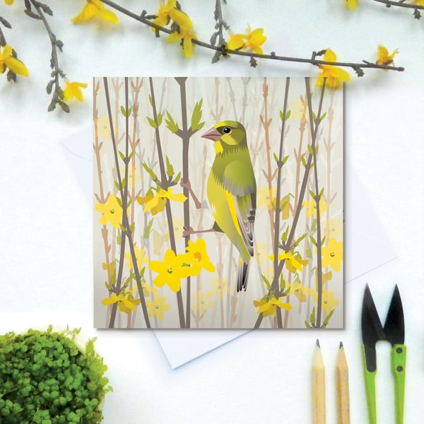 Green Finch on Forsythia Spring Greetings Card - British Bird