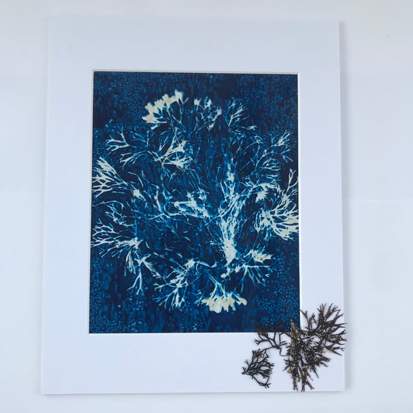Seaweed meets Cyanotype, 'Beachcomer Blues'  an Original Cyanotype Photogram