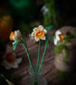 Daffodil Crochet Bookmark - Petite Edition - Image 5