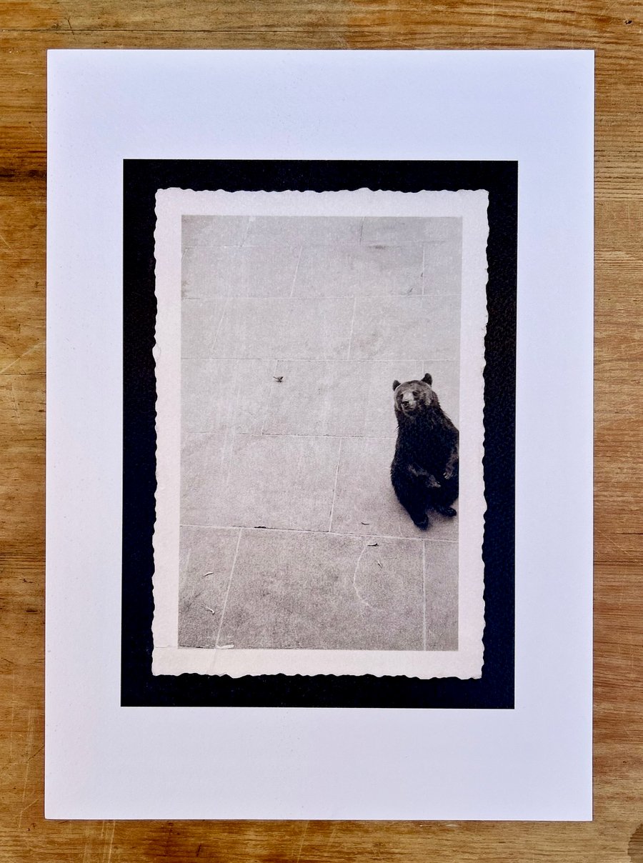 Bear print - Zoo print - Animal print 