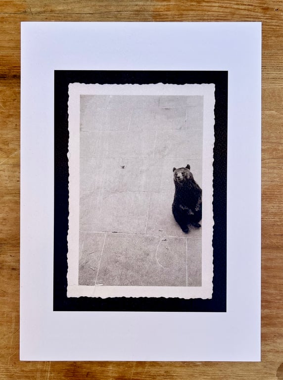 Bear print - Zoo print - Animal print 