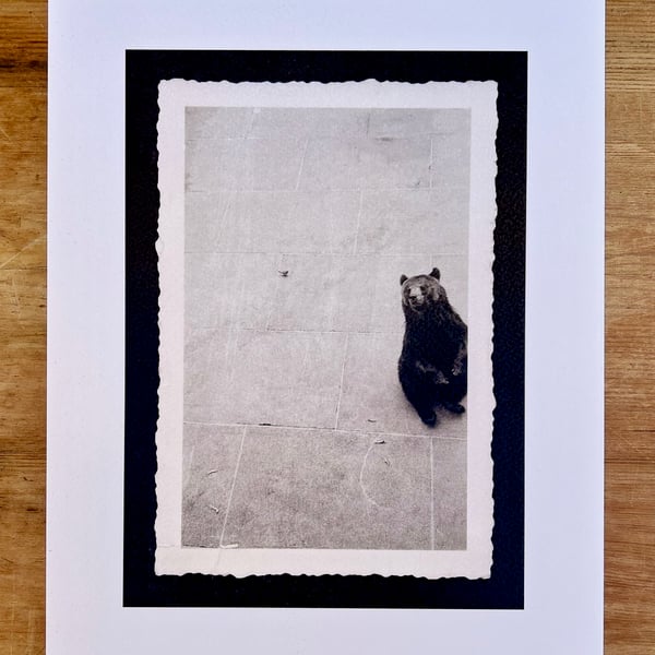 Bear print - Zoo print - Animal print 