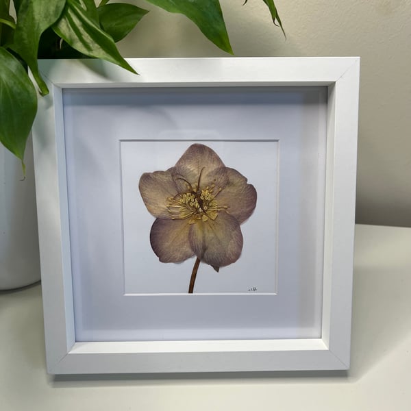 Perfectly Imperfect, Framed Real Pressed Flower Hellebore Botanical Art