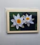 Pembrokeshire Water Lillies Photographic Card Size 7" x 5" 