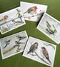 Secret life of garden birds: 5 greetings cards - Image 1