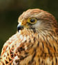 Exclusive Handmade Kestrel Greetings Card on Archive Photo Paper - Image 2