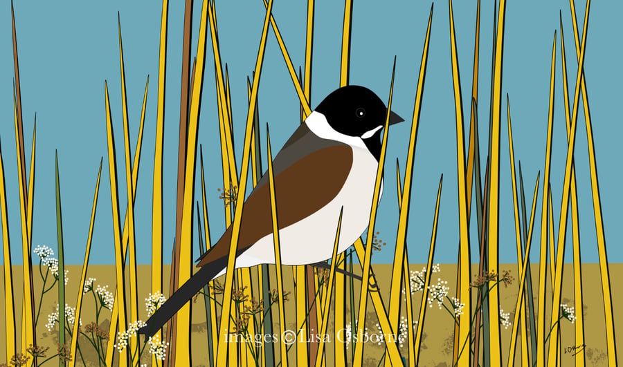 Reed bunting - high quality print, with mount, from digital illustration
