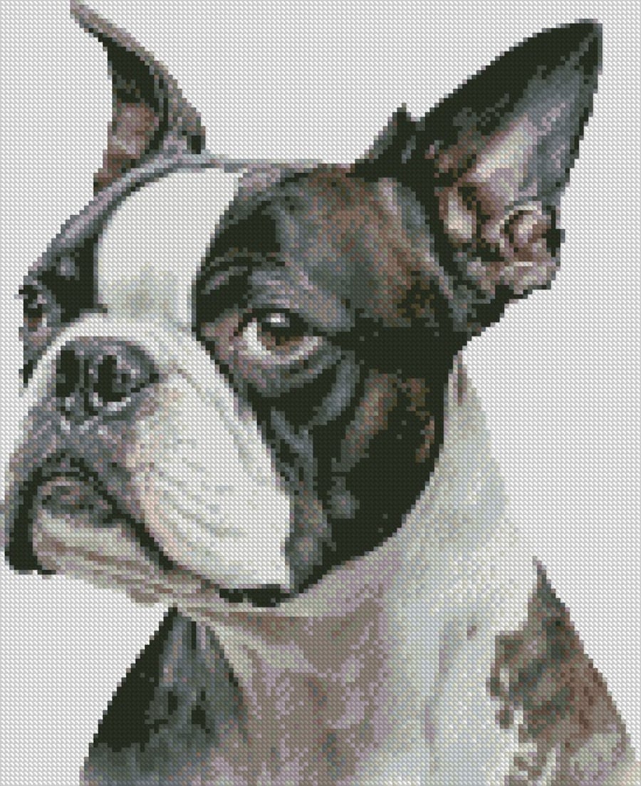 Complete Counted Cross Stitch Kit Boston Terrier Dog 1 Small TDCC DBOS01