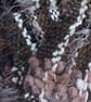 Pebble - Image 1