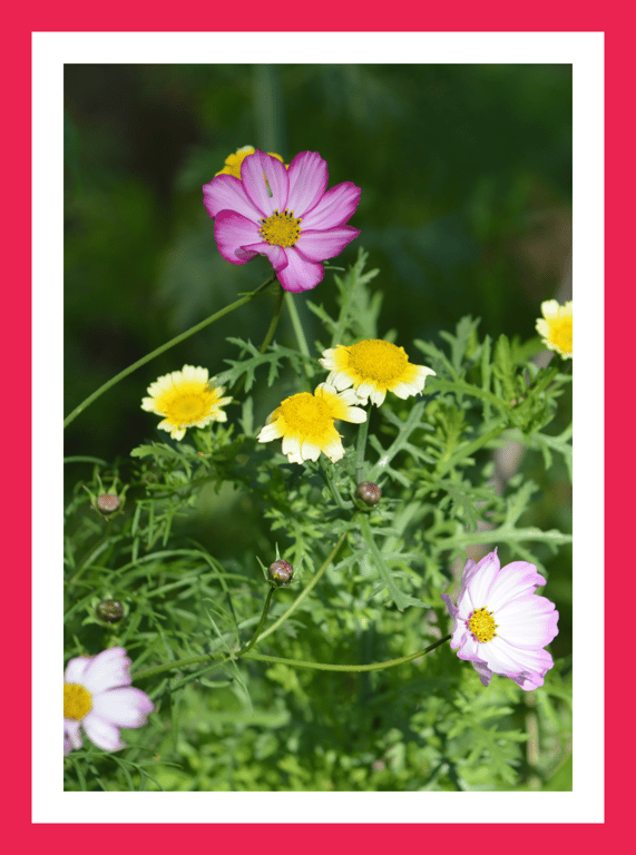 A5 Greeting Card Garden Flowers