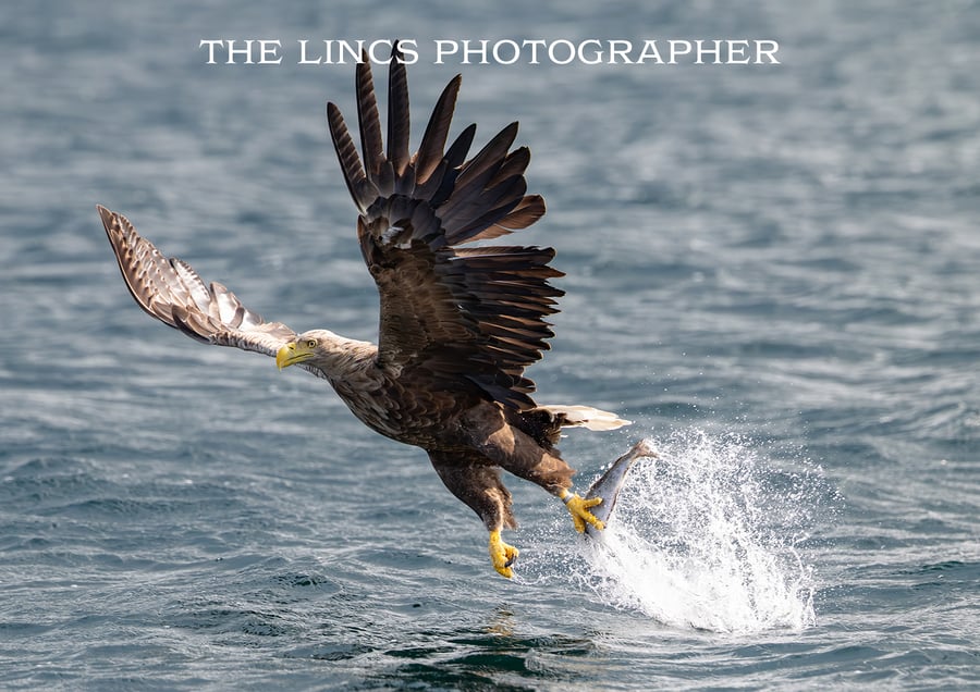 White Tailed Eagle in flight print (Limited edition of 10)